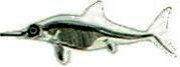 Scheletro di Ittiosauro-Era simile ad un delfino e poteva raggiungere anche 12 metri di lunghezza